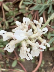 Astragalus
