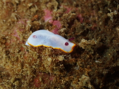 Goniobranchus sinensis