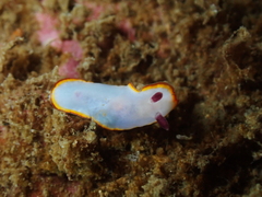 Goniobranchus sinensis