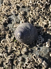 Tegula gallina