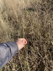 Sporobolus compositus