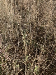 Sporobolus compositus