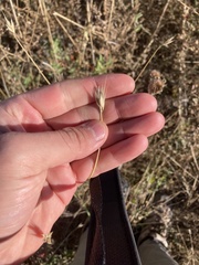 Sporobolus compositus