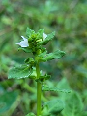 Plantaginaceae