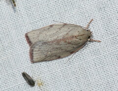 Euchaetis inceptella