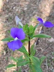 Achetaria azurea