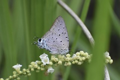 Pseudolycaena marsyas