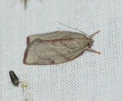 Euchaetis inceptella