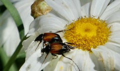 Phyllotocus macleayi