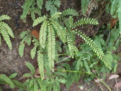 Adiantum
