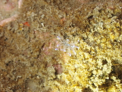 Phyllodesmium opalescens