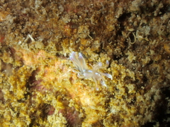 Phyllodesmium opalescens