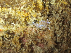 Phyllodesmium opalescens