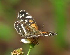 Anthanassa texana seminole