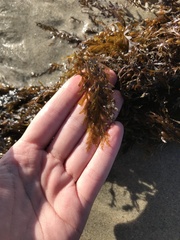 Sargassum horneri