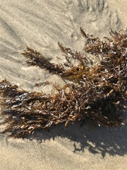 Sargassum horneri