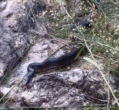 Drymarchon melanurus