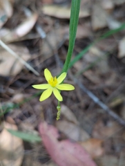 Tricoryne