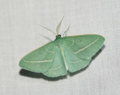 Chlorocoma stereota