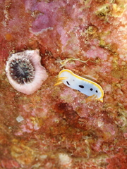 Chromodoris orientalis