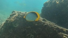 Chaetodon melannotus