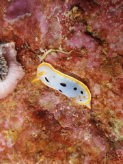 Chromodoris orientalis