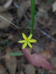 Tricoryne