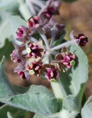 Asclepias californica