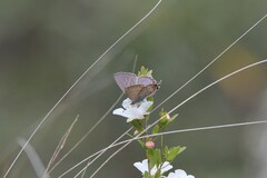 Theclinesthes miskini