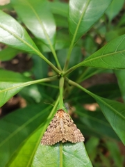 Polydesma