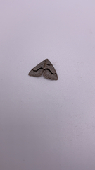 Digrammia continuata