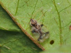 Stephanitis pyrioides