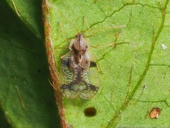 Stephanitis pyrioides