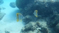 Chelmon rostratus