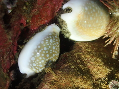 Naria miliaris