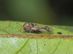 Stephanitis pyrioides