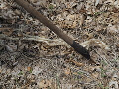 Masticophis flagellum