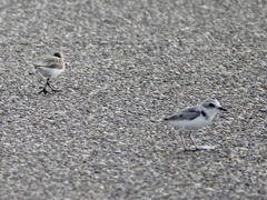 Calidris mauri