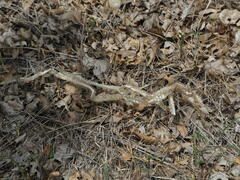 Masticophis flagellum