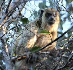 Alouatta caraya