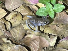 Eleutherodactylus marnockii