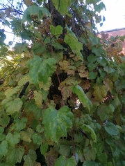 Vitis vinifera