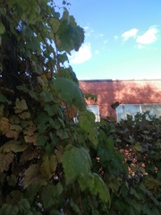 Vitis vinifera