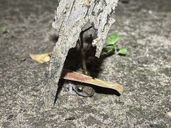 Eleutherodactylus marnockii