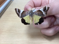 Niceteria macrocosma