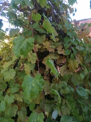 Vitis vinifera