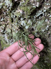 Asplenium flaccidum
