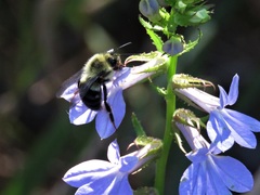Lobelia apalachicolensis