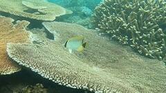 Chaetodon trifascialis