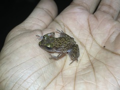 Eleutherodactylus marnockii